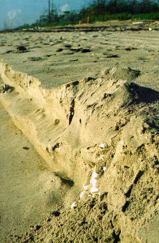 A sea turtle nest exposed due to erosion.  Image courtesy of: Kate Mansfield.