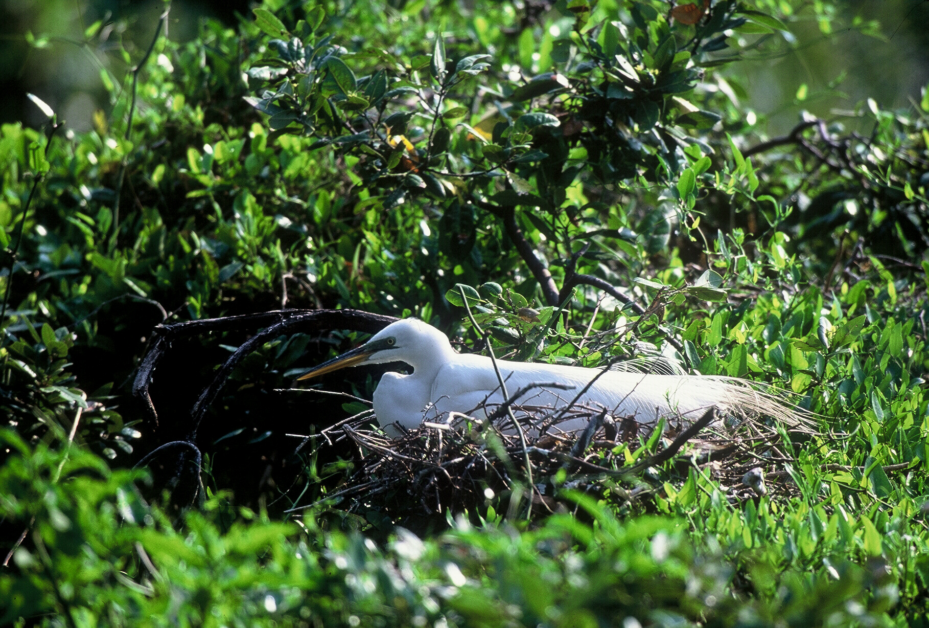 Nesting great egret.