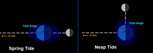 Illustration of the Earth, Moon, and Sun relative locations for spring and neap tides.