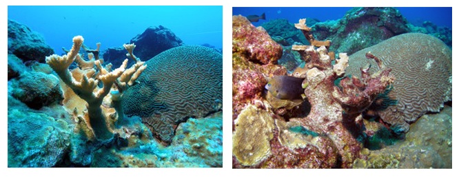 Images of corals impacted by Hurricane Ike (2008).