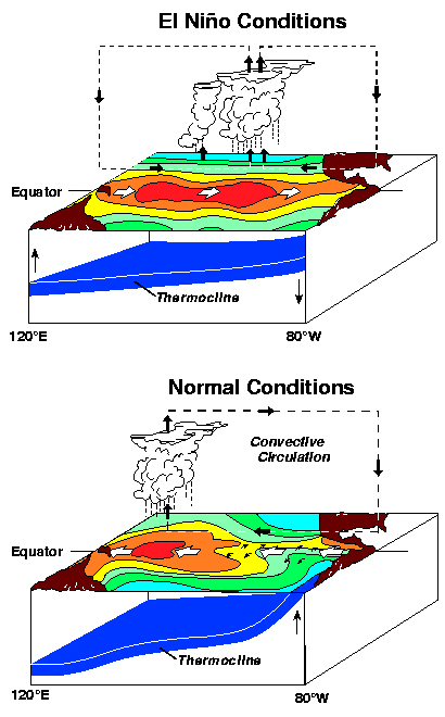 Figure showing conditions during normal and El Nino years.