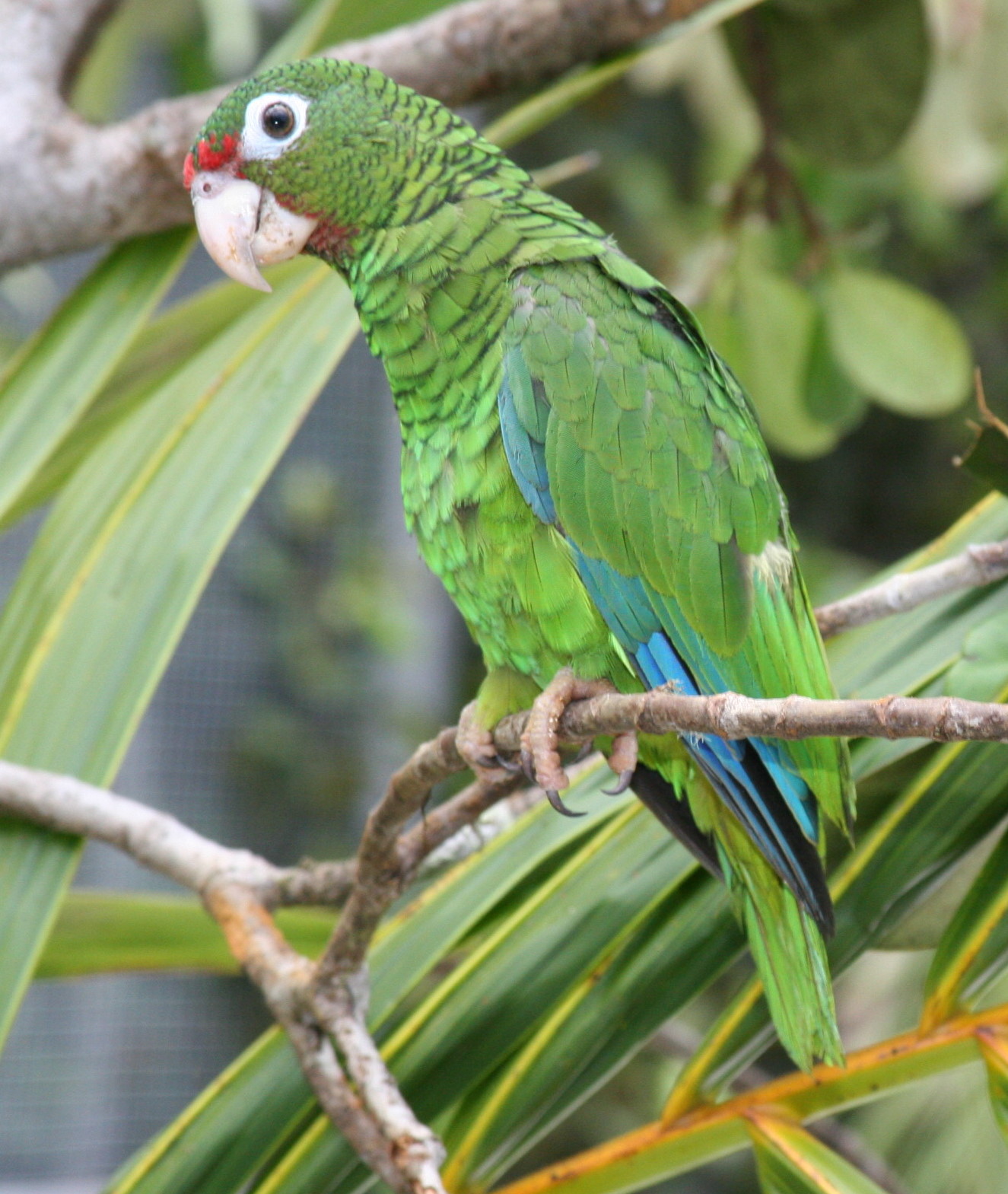 Photo of a Puerto Rican Parrot.