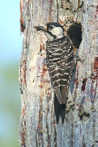 Image of a Red Cockaded Woodpecker.